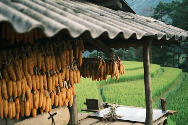 Ambiance typique des montagnes du nord, rizières en terrasses, maisons avec du maïs suspendu,...