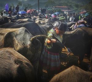 Un marché hebdomadaire à Bac Ha