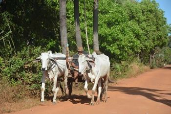 Laos et Cambodge en 20 jours : itinéraire aux mille couleurs