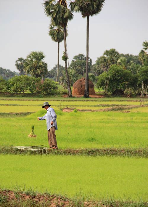 Vie quotidienne, Cambodge