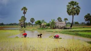 le repiquage du riz, Cambdoge 