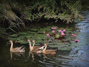 Les canards dans la rivière à Tam Coc 