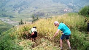 La récolte de riz à Sapa avec les locaux
