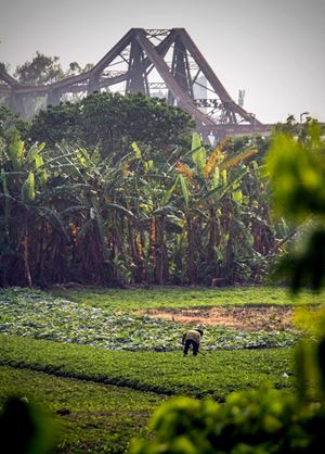 Des cultures au dessous du pont Long Bien à Hanoi 