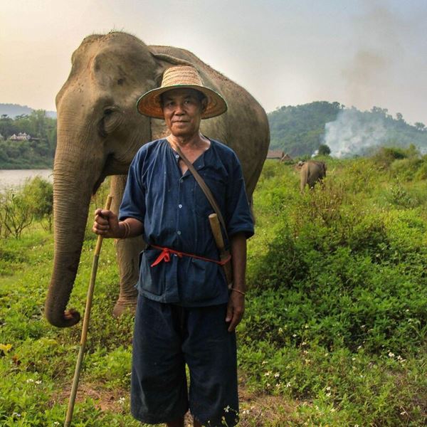 Éléphant- symbol du Laos