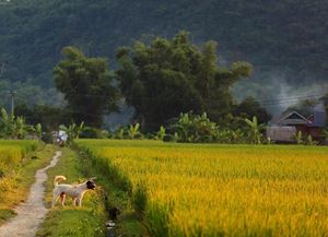 la vallée de Mai Chau 