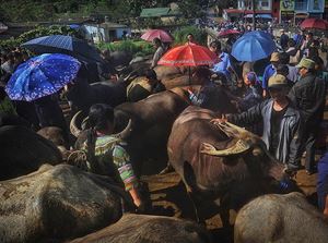 Un marché hebdomadaire à Bac Ha