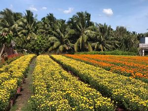 Des cultures de fleur dans le delta du Mékong