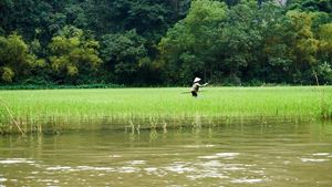 Paysages de Ninh Binh 