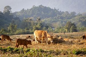 Paysage paisible du campagne au Laos