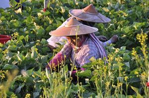 La cueillette des haricots des agriculteurs 