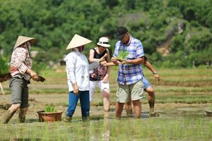 Participation aux travaux agricoles